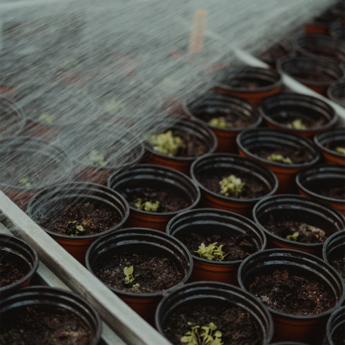 Kistje met 12 potjes met plantjes